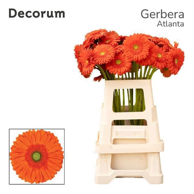 Срезанные цветы оптом Gerbera atlanta от 40шт из Голландии с доставкой по России