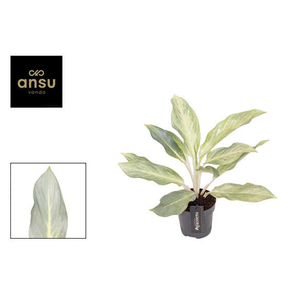 Горшечные цветы и растения оптом Aglaonema Aqua Green от 6шт из Голландии с доставкой по России