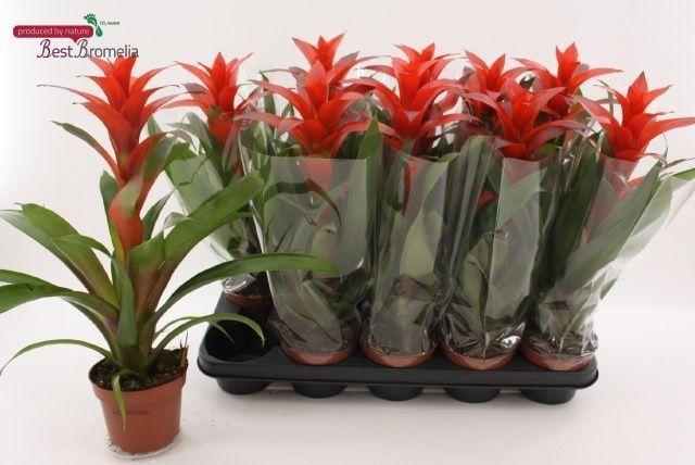 Горшечные цветы и растения оптом Guzm Allura от 10шт из Голландии с доставкой по России