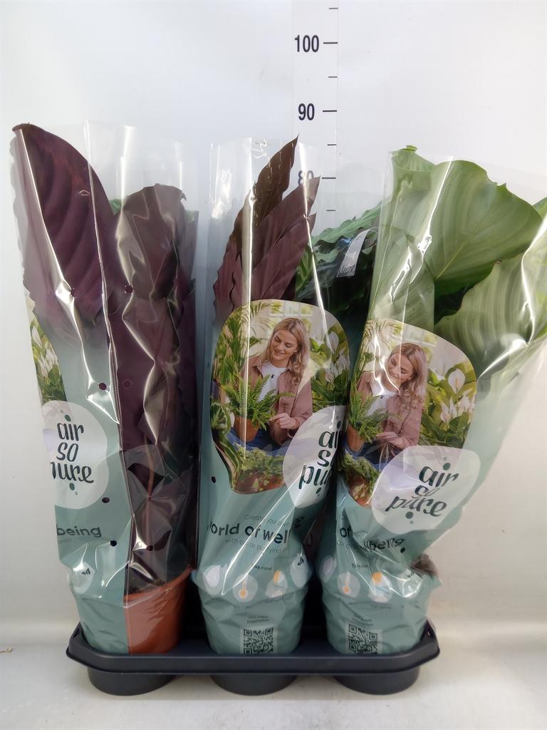 Горшечные цветы и растения оптом Calathea   ...mix от 3шт из Голландии с доставкой по России