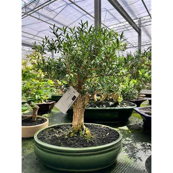 Горшечные цветы и растения оптом Bonsai Buxus Harlandii, 27cm. (single Item) от 1шт из Голландии с доставкой по России