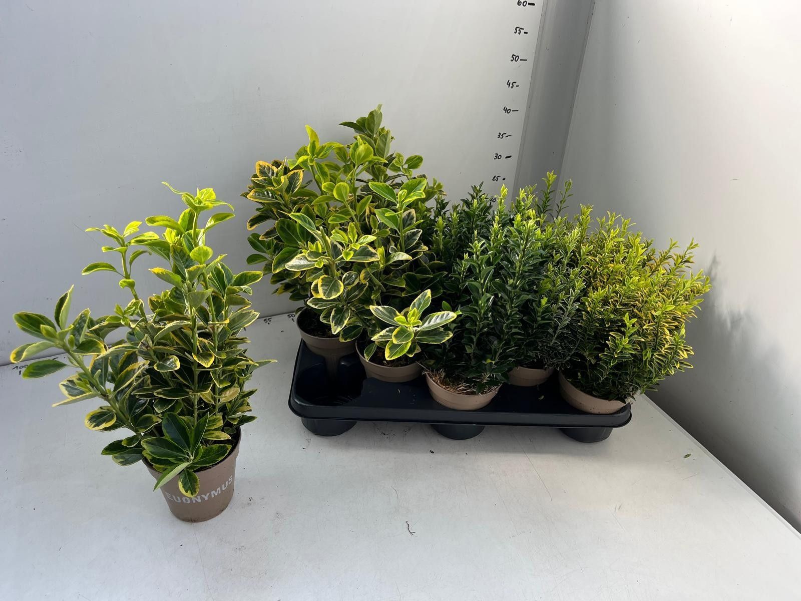 Горшечные цветы и растения оптом Euonymus Jap Gem от 10шт из Голландии с доставкой по России