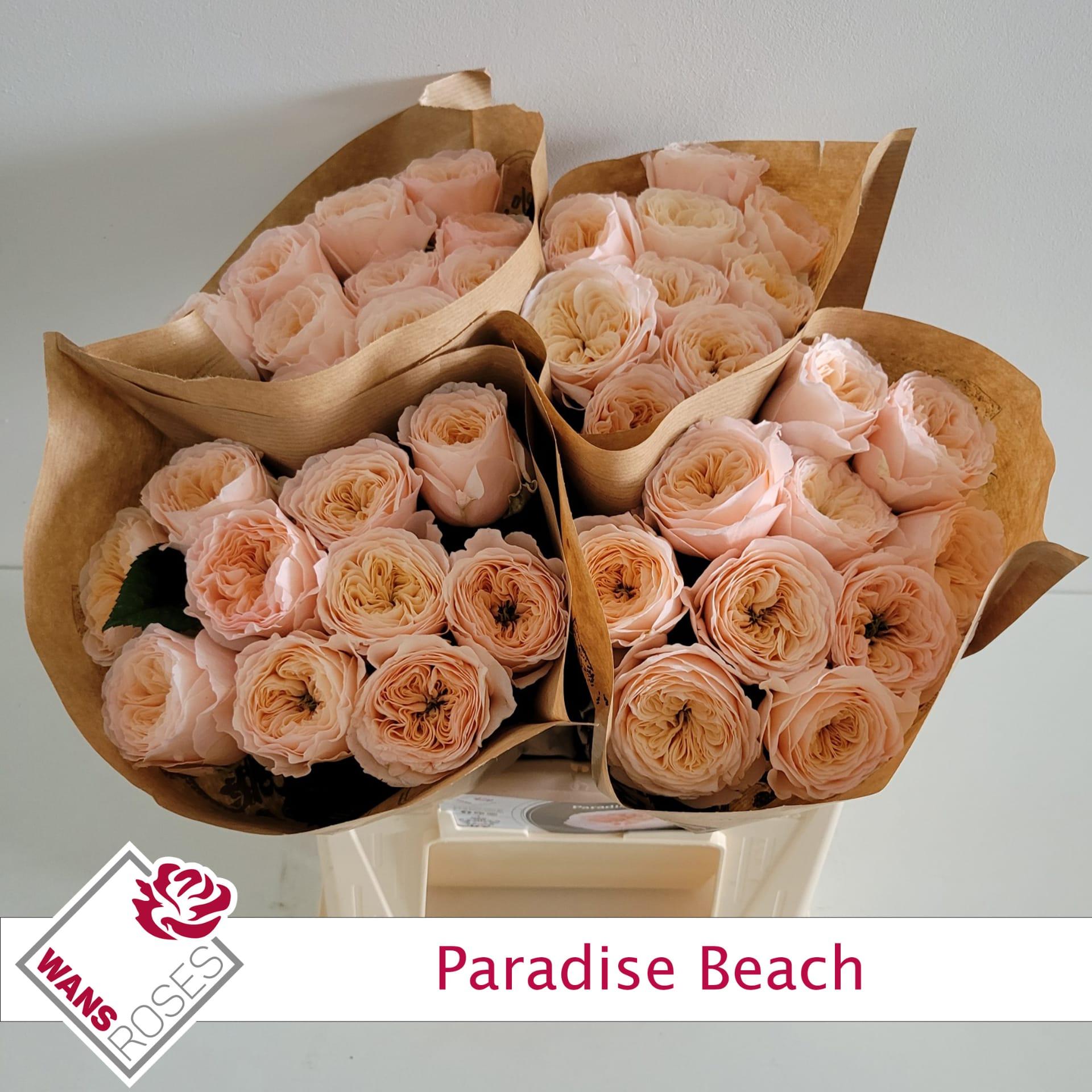 Срезанные цветы оптом Rosa garden paradise beach от 40шт из Голландии с доставкой по России