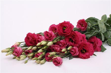 Срезанные цветы оптом Boeket Mono Eustoma (10) Rood от 5шт из Голландии с доставкой по России