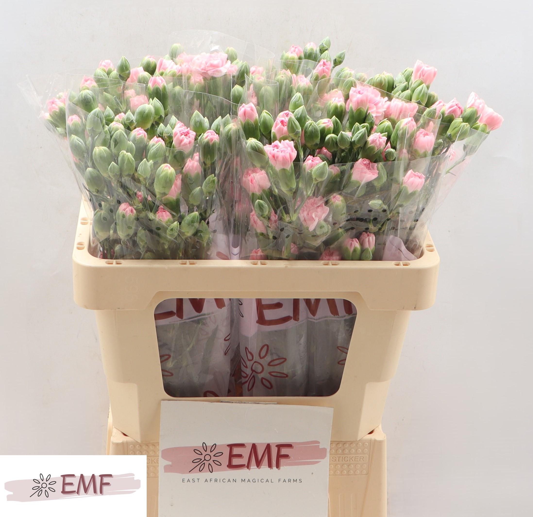 Срезанные цветы оптом Dianthus sp rosadita от 60шт из Голландии с доставкой по России