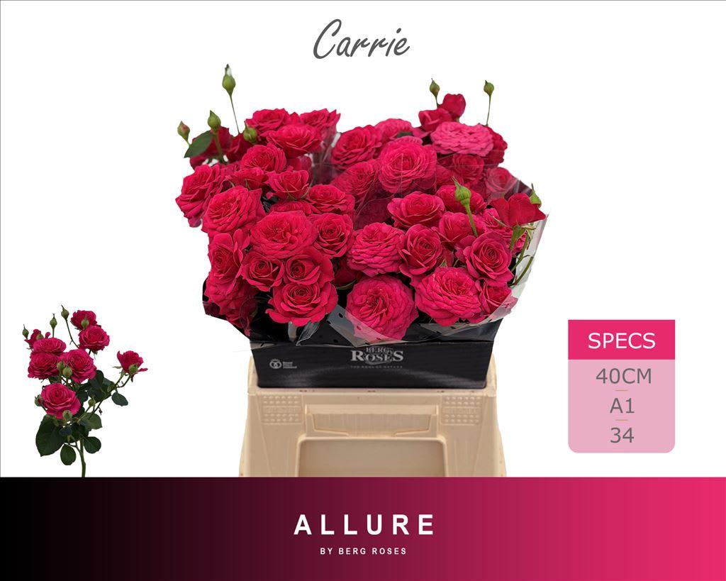 Срезанные цветы оптом Rosa spray carrie от 20шт из Голландии с доставкой по России