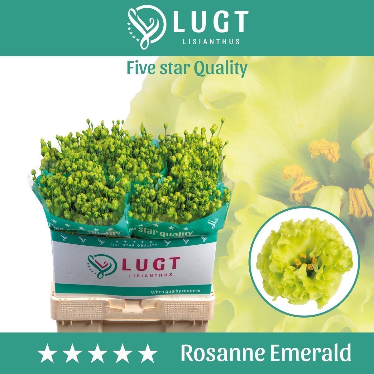 Срезанные цветы оптом Lisianthus do rosanne emerald от 50шт из Голландии с доставкой по России