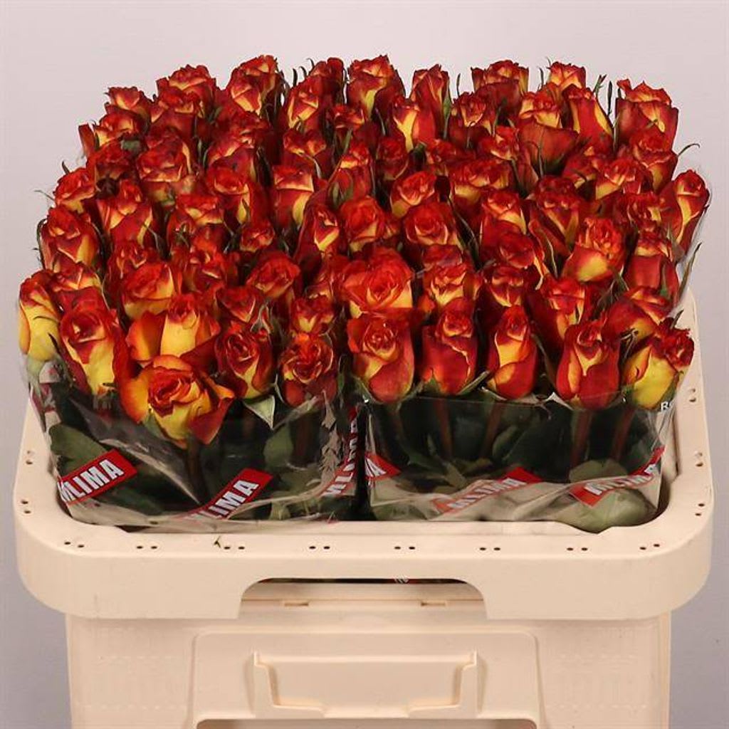 Срезанные цветы оптом Rosa large high & magic от 60шт. из Голландии с доставкой по России