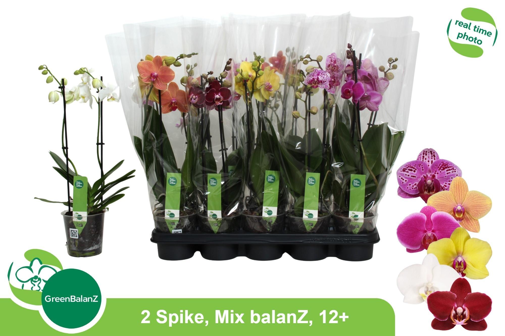 Горшечные цветы и растения оптом Phal Gemengd 2tak P12 от 10шт из Голландии с доставкой по России