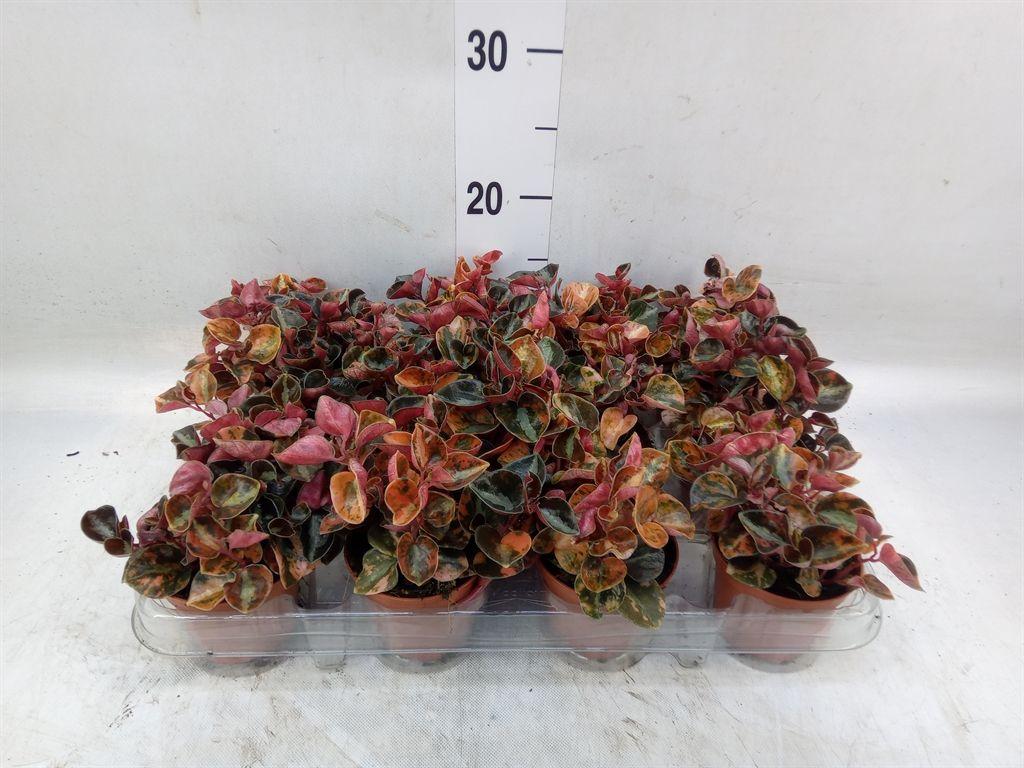 Горшечные цветы и растения оптом Peperomia от 12шт (для телеги) из Голландии с доставкой по России