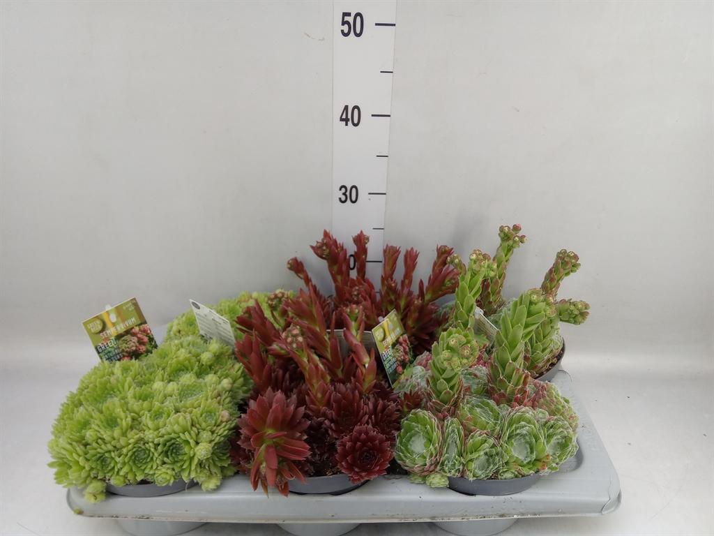 Горшечные цветы и растения оптом Sempervivum Mix от 6шт из Голландии с доставкой по России