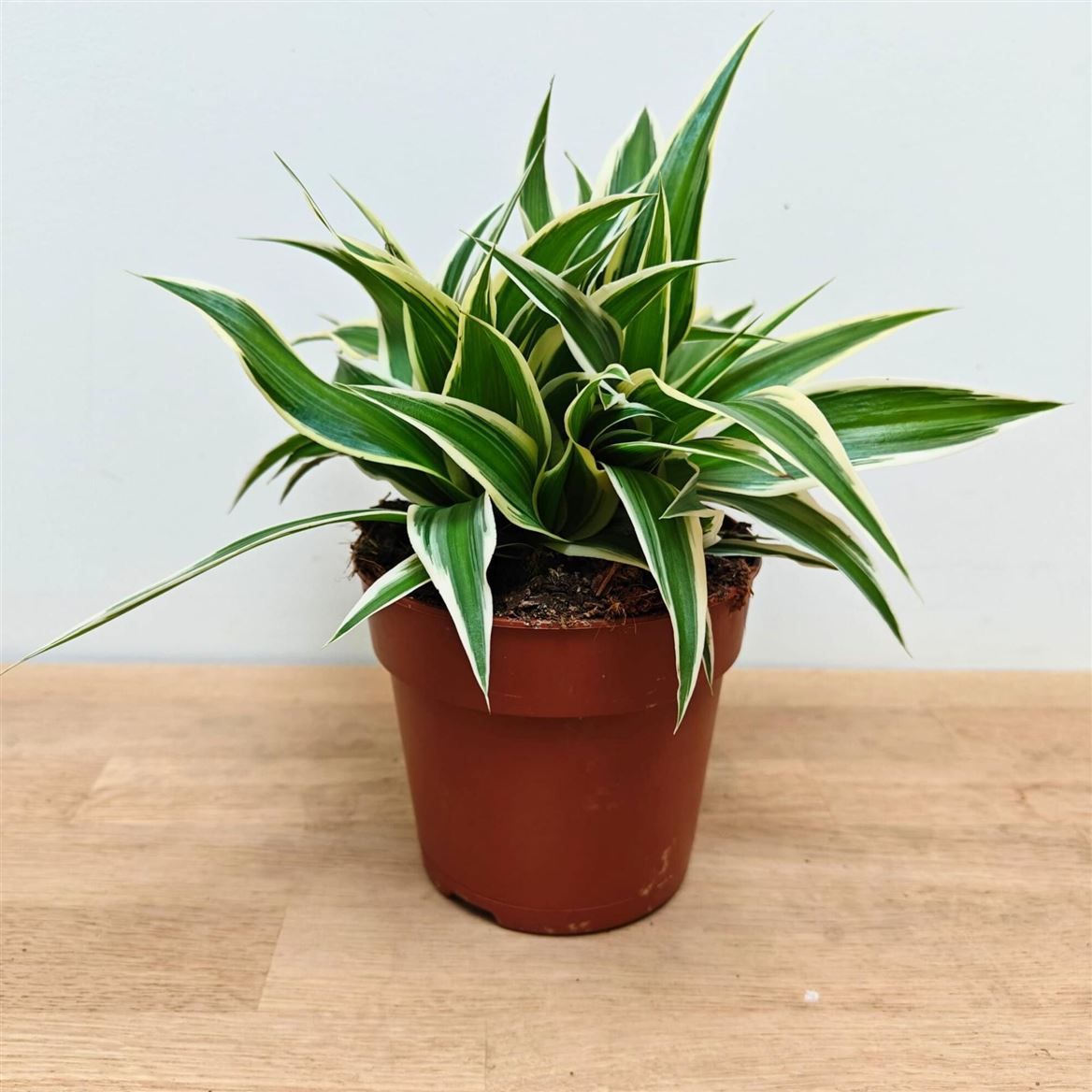 Горшечные цветы и растения оптом Chlorophytum Irish от 10шт из Голландии с доставкой по России