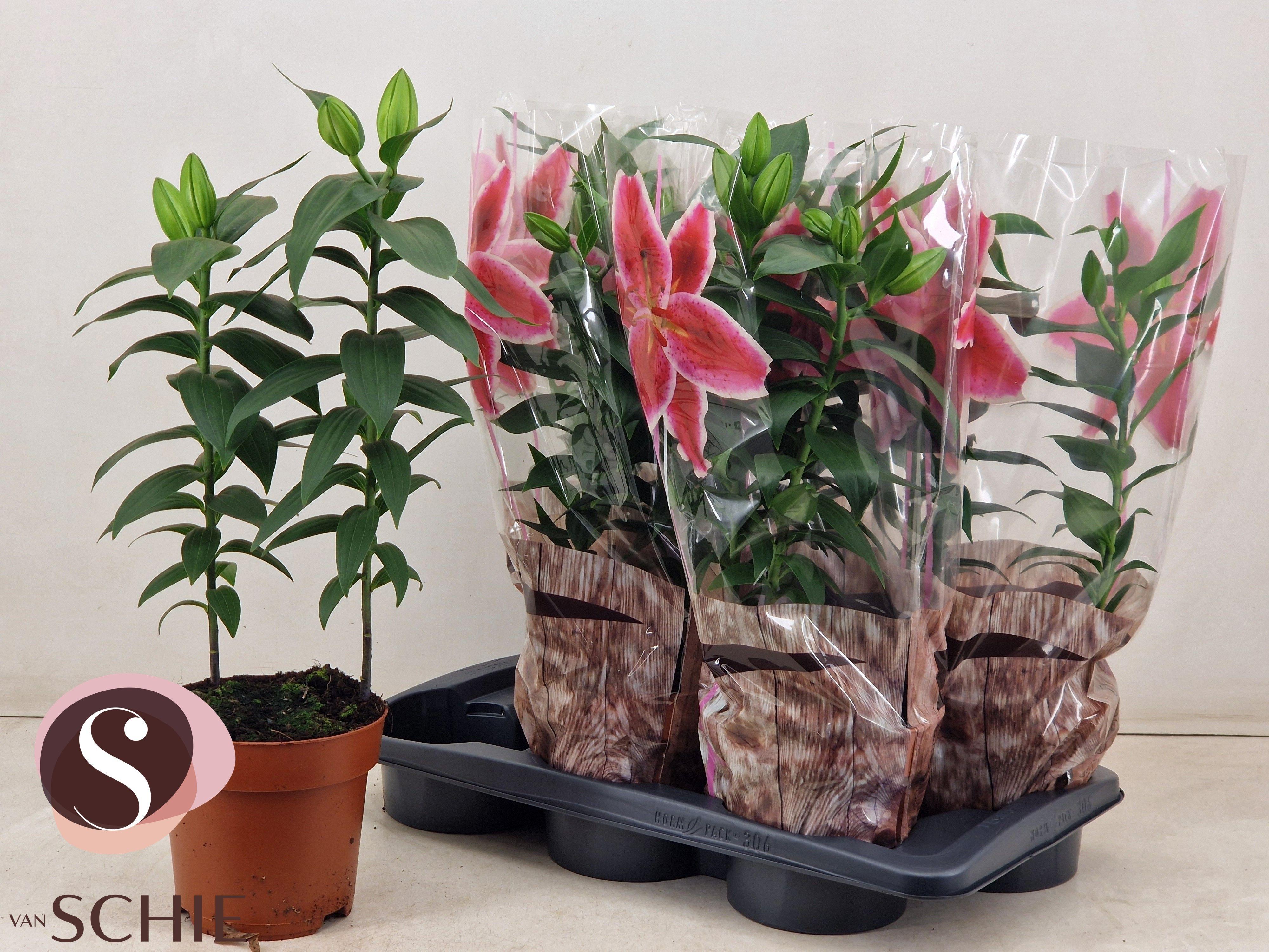 Горшечные цветы и растения оптом Lil Or Magny Cours от 6шт из Голландии с доставкой по России