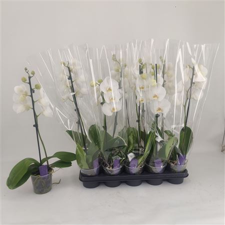 Горшечные цветы и растения оптом Phal Ov Wit 1 Branche 6+ * Spring Deal * от 10шт из Голландии с доставкой по России