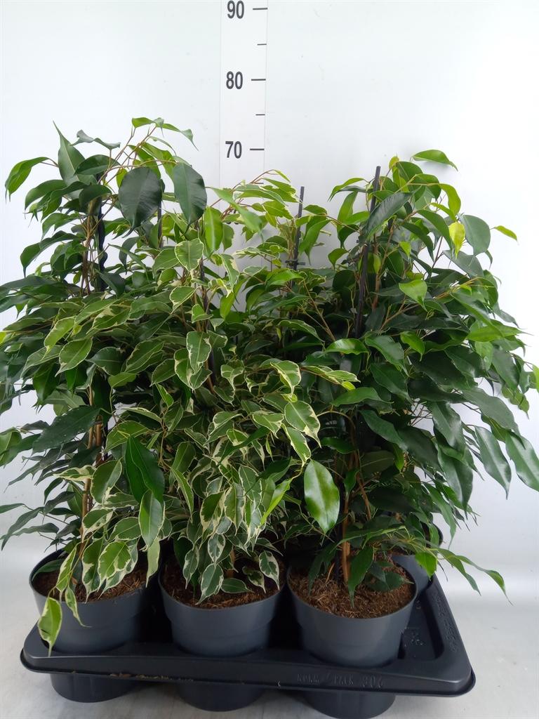 Горшечные цветы и растения оптом Ficus Benja.   ...mix от 6шт из Голландии с доставкой по России