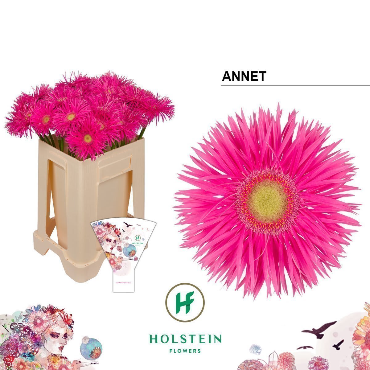 Срезанные цветы оптом Gerbera gerspider anne от 40шт из Голландии с доставкой по России