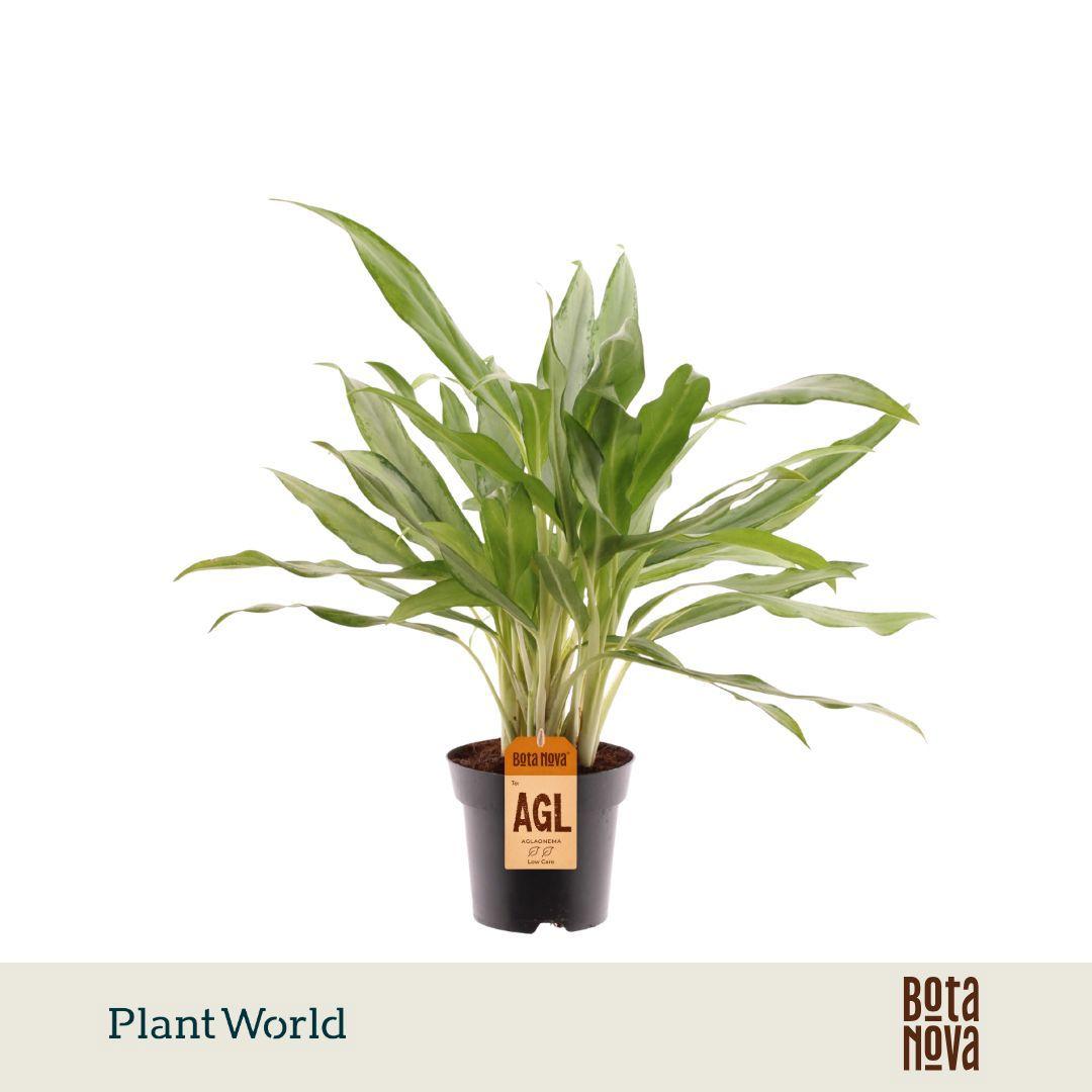 Горшечные цветы и растения оптом Aglaonema White Lance от 7шт из Голландии с доставкой по России