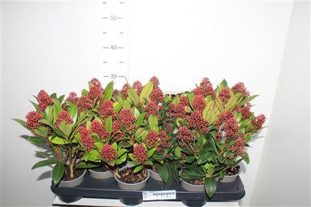 Горшечные цветы и растения оптом Skim J Rubella 7+ от 12шт из Голландии с доставкой по России