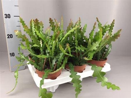 Горшечные цветы и растения оптом Epiphyllum Anguliger от 8шт из Голландии с доставкой по России