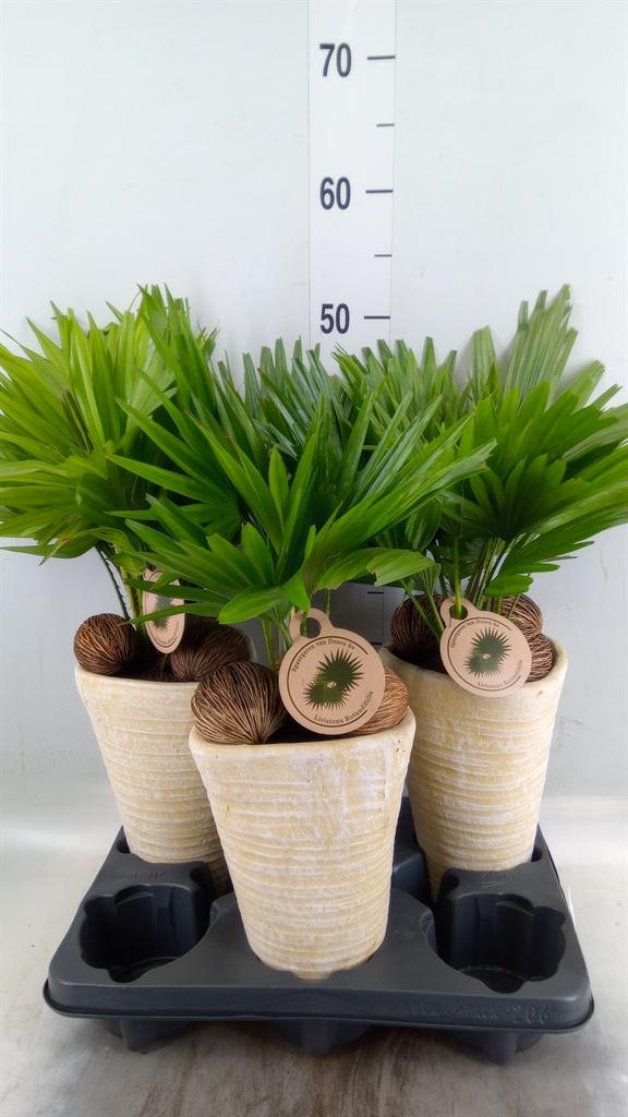 Горшечные цветы и растения оптом Livistona Rotundifolia от 3шт из Голландии с доставкой по России