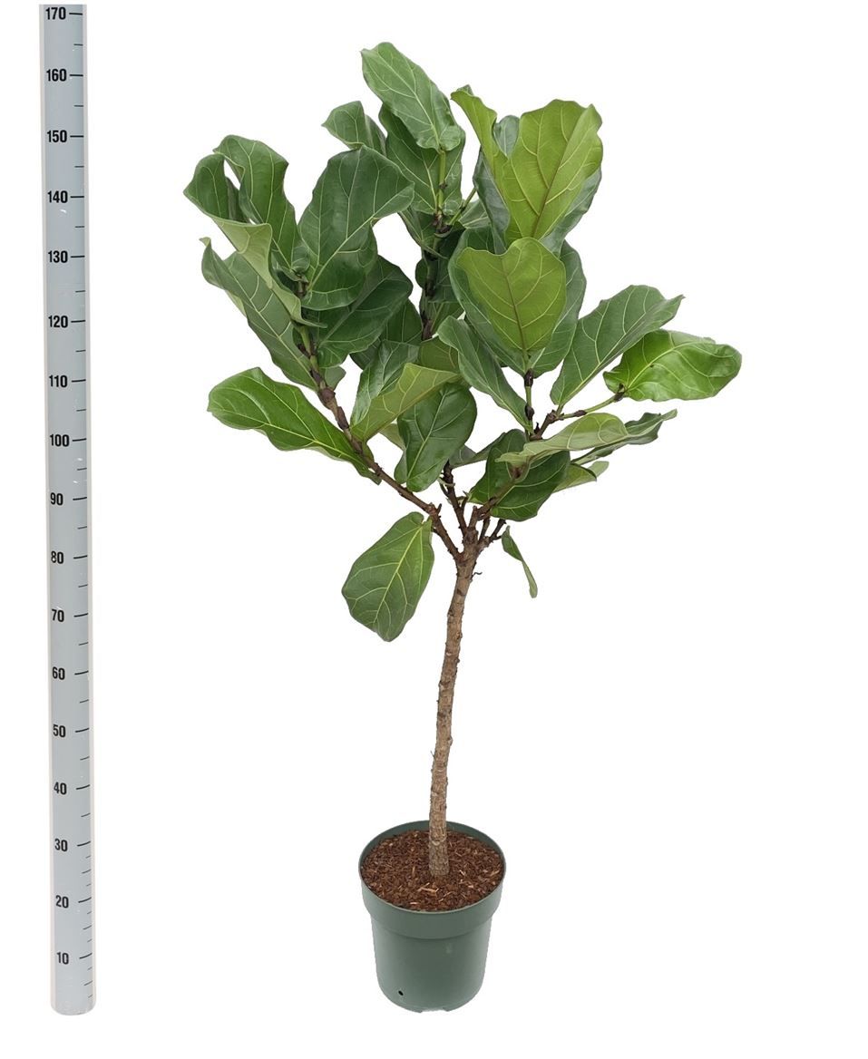 Горшечные цветы и растения оптом Ficus Lyrata On Stem от 1шт из Голландии с доставкой по России