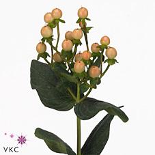 Срезанные цветы оптом Hypericum mellow romance от 50шт из Голландии с доставкой по России