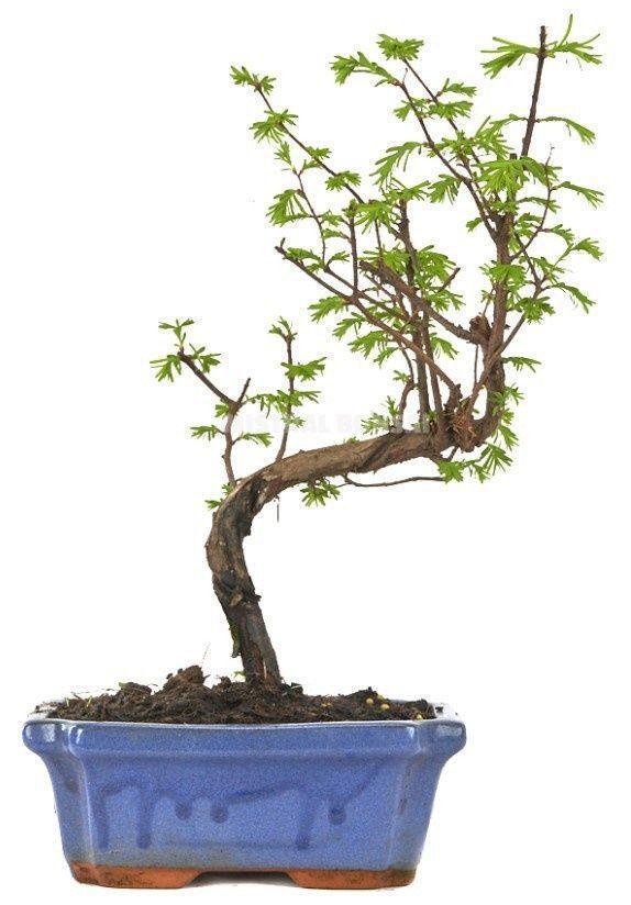 Горшечные цветы и растения оптом Meta Glyptostroboide от 5шт из Голландии с доставкой по России