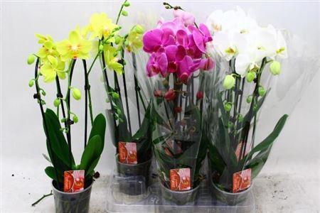 Горшечные цветы и растения оптом Phal El Cascade 2 Branche 16+ 40% Vert. от 6шт из Голландии с доставкой по России