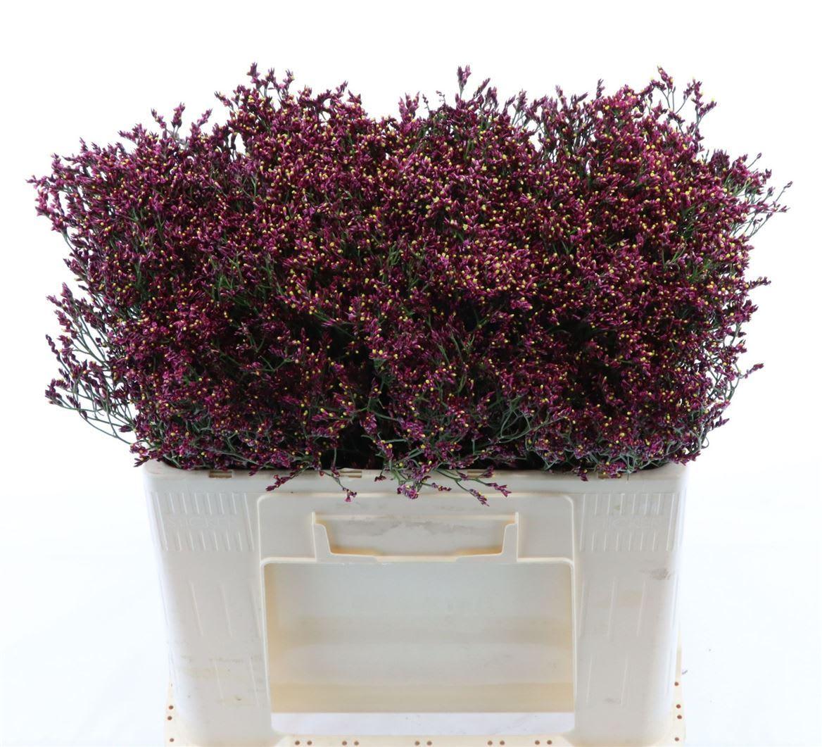 Срезанные цветы оптом Limonium scarlett diamond от 950шт из Голландии с доставкой по России