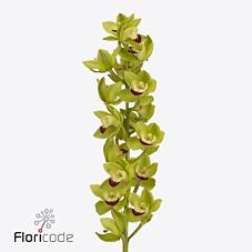 Срезанные цветы оптом Minicymbidium green rock от 10шт. из Голландии с доставкой по России