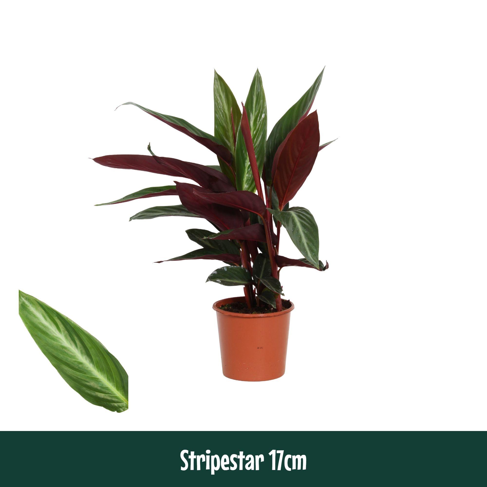 Горшечные цветы и растения оптом Calathea Stripestar Living от 6шт из Голландии с доставкой по России