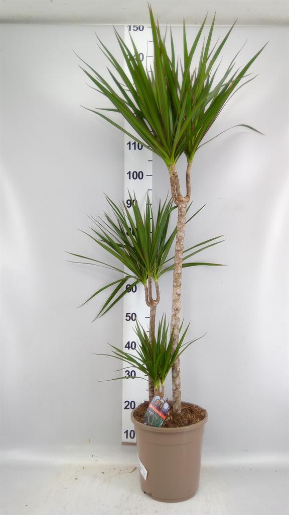 Горшечные цветы и растения оптом Dracaena Marg. от 1шт из Голландии с доставкой по России