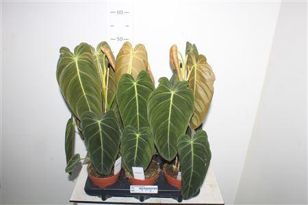 Горшечные цветы и растения оптом Phil Melanochrysum от 6шт из Голландии с доставкой по России