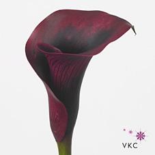 Срезанные цветы оптом Zantedeschia rudolph от 40шт. из Голландии с доставкой по России