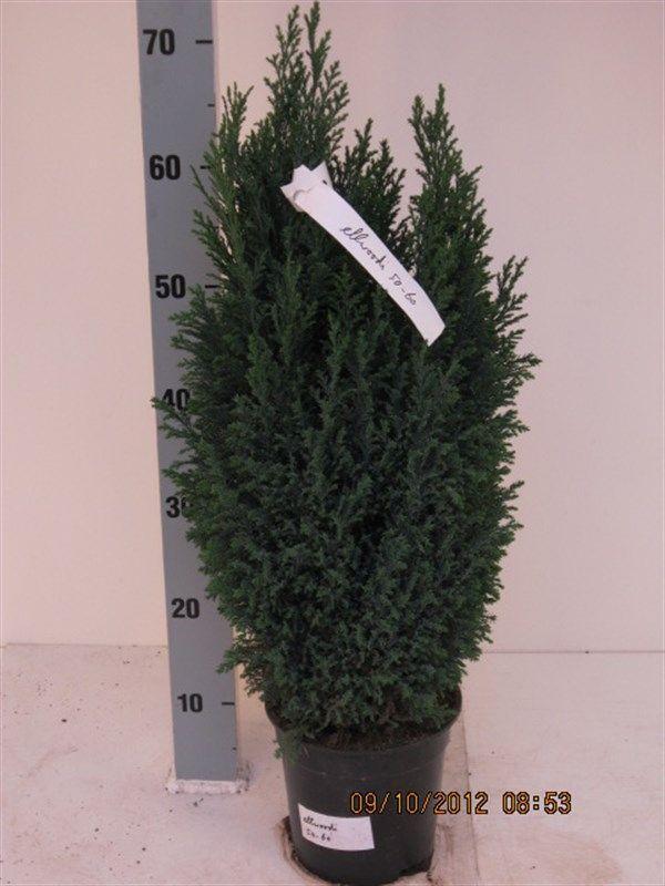 Горшечные цветы и растения оптом Chamaecyparis Law. Ellwoodii от 1шт из Голландии с доставкой по России