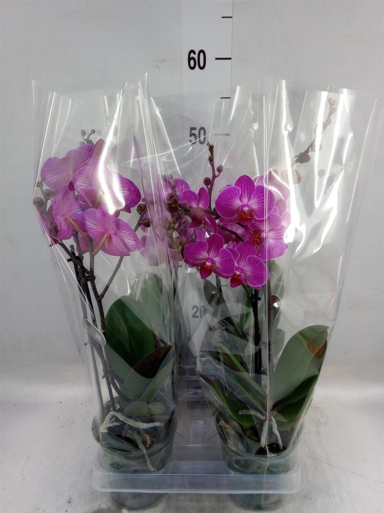 Горшечные цветы и растения оптом Phalaenopsis Multi.   ...lilac от 4шт из Голландии с доставкой по России