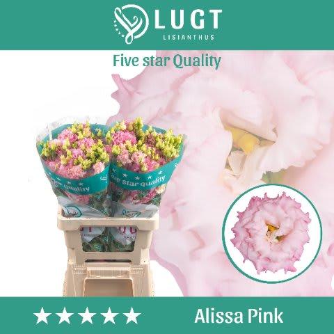 Срезанные цветы оптом Lisianthus do alissa pink от 20шт. из Голландии с доставкой по России