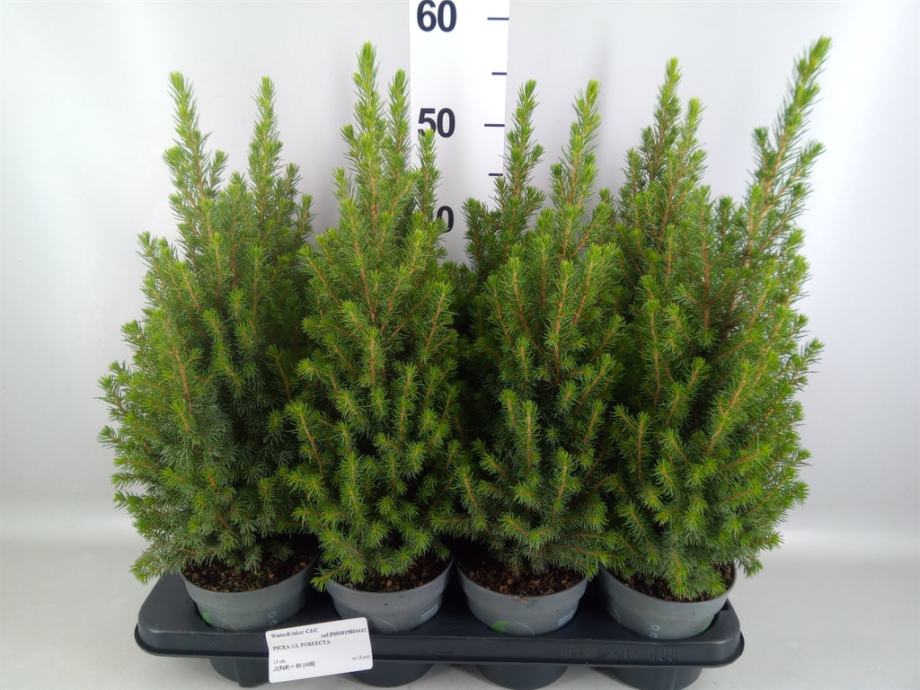Горшечные цветы и растения оптом Picea Glauca perfecta от 8шт из Голландии с доставкой по России