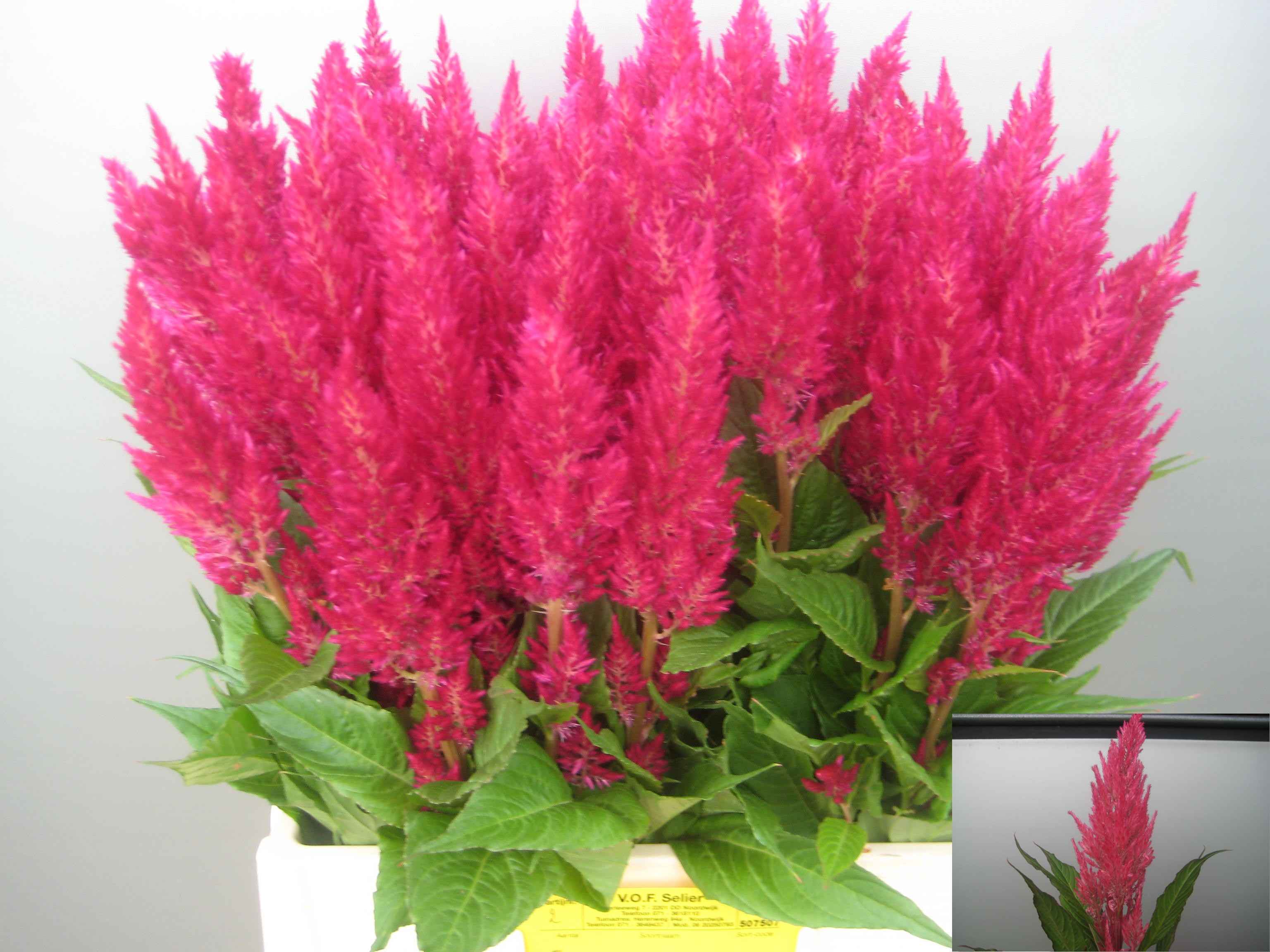 Срезанные цветы оптом Celosia plum royal pink от 80шт из Голландии с доставкой по России