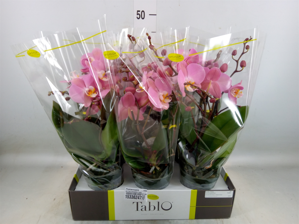 Горшечные цветы и растения оптом Phal 2st Adele (opti) от 6шт из Голландии с доставкой по России