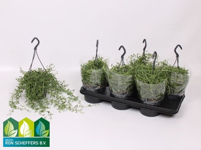 Горшечные цветы и растения оптом Senec Ov от 6шт из Голландии с доставкой по России