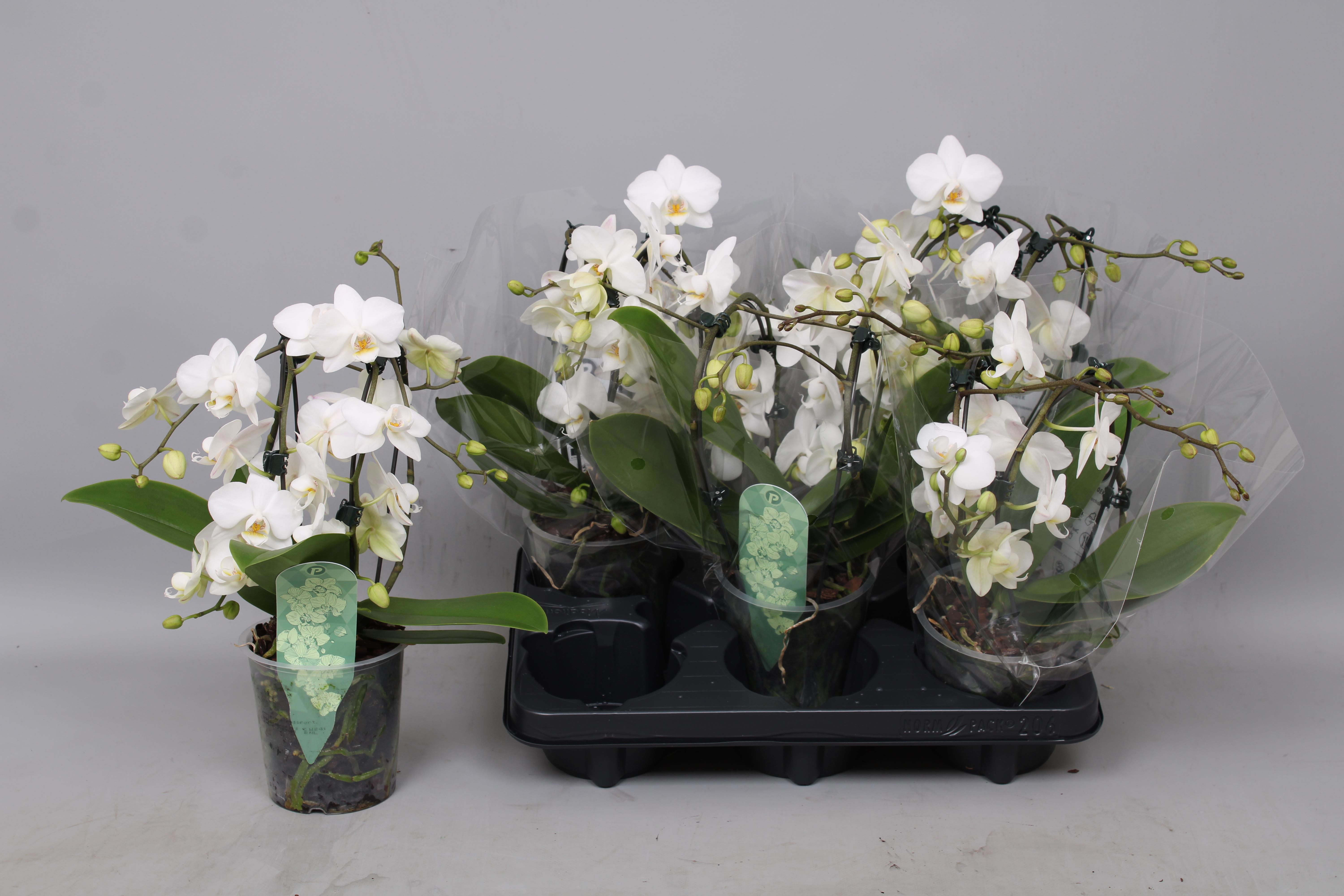 Горшечные цветы и растения оптом Phal Mf Ov Wit от 5шт из Голландии с доставкой по России