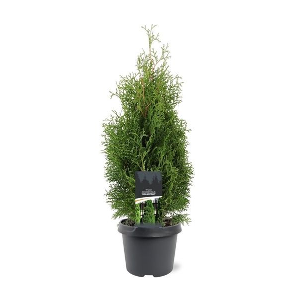 Горшечные цветы и растения оптом Thuja Occ Holmstrup от 1шт из Голландии с доставкой по России