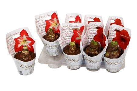 Горшечные цветы и растения оптом Hipp Gem 2 Branches от 8шт из Голландии с доставкой по России