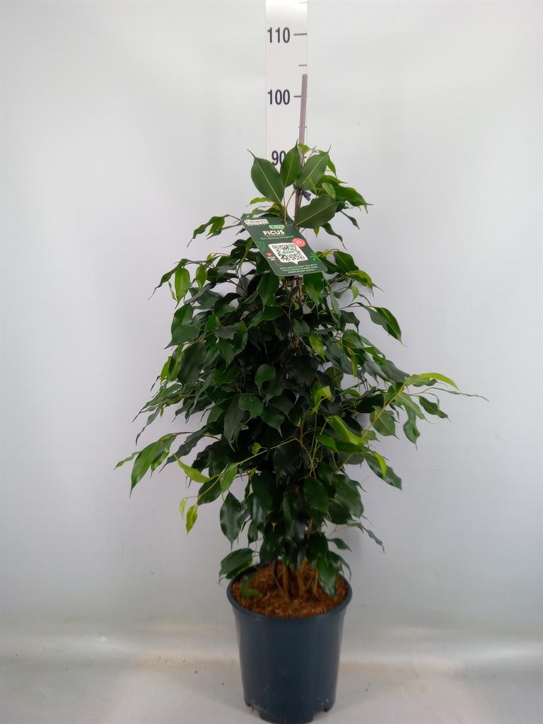 Горшечные цветы и растения оптом Ficus Be Danielle от 1шт из Голландии с доставкой по России