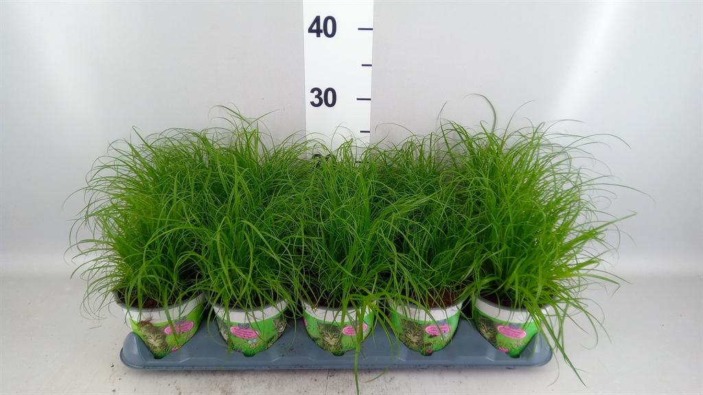 Горшечные цветы и растения оптом Cyperus Alternifolius zumula A от 10шт из Голландии с доставкой по России