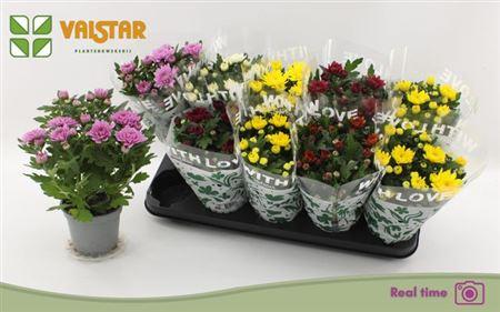 Горшечные цветы и растения оптом Chrysanthemum, 12 Cm Dubbelbloemig от 10шт из Голландии с доставкой по России