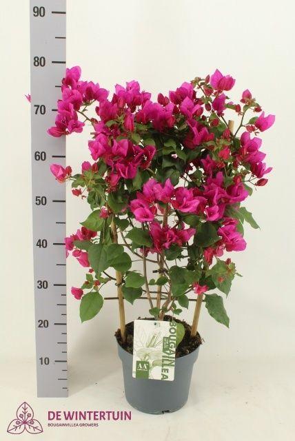 Горшечные цветы и растения оптом Bougainv Sanderiana от 1шт из Голландии с доставкой по России