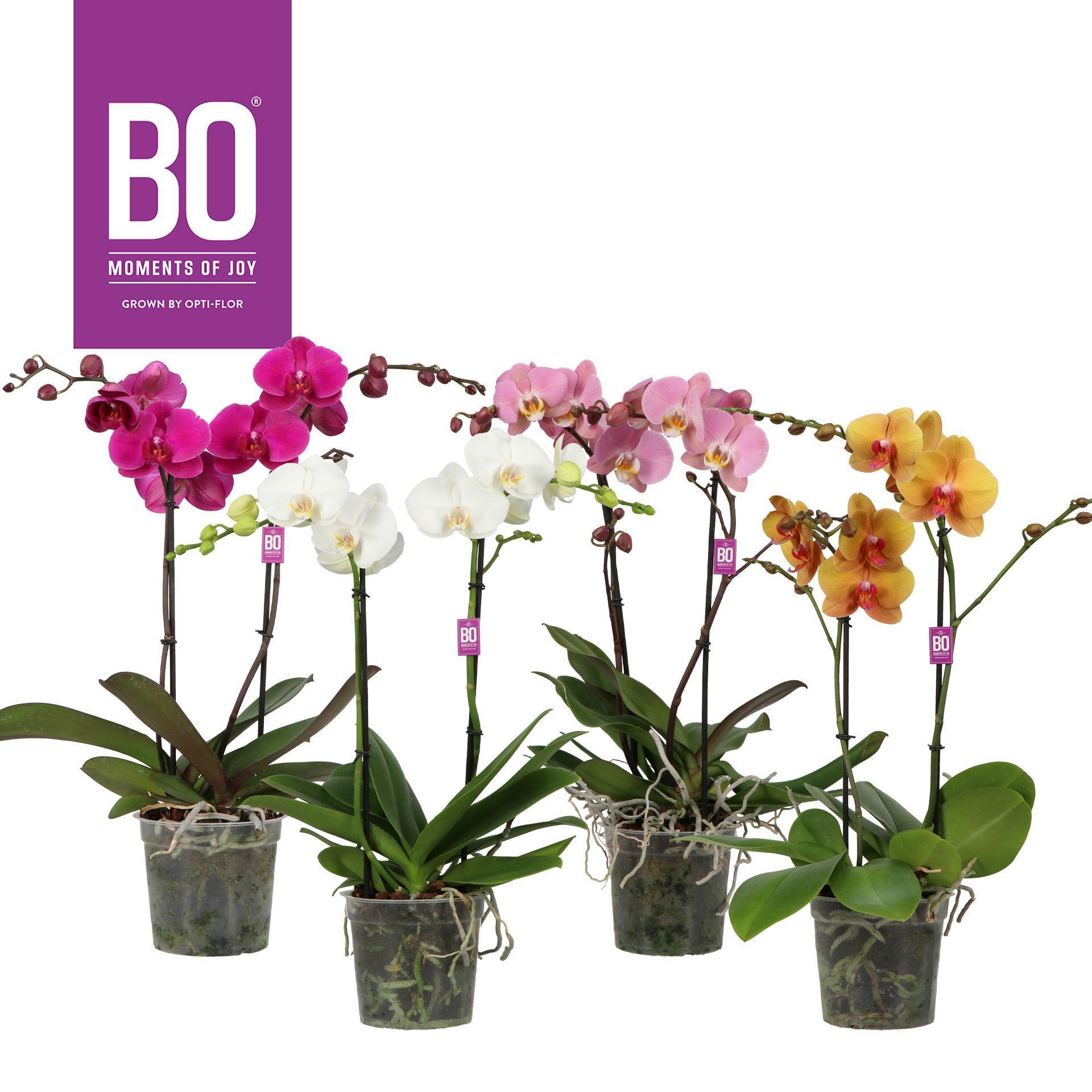 Горшечные цветы и растения оптом Phalaenopsis Mix от 4шт из Голландии с доставкой по России