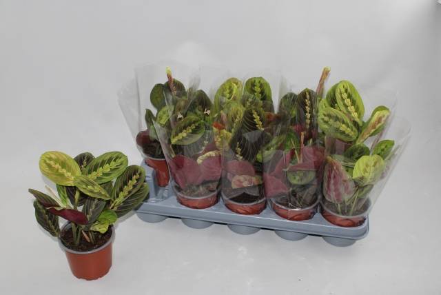Горшечные цветы и растения оптом Maranta Fascinator от 10шт из Голландии с доставкой по России